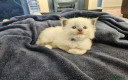 Ragdoll cats for sale: 6 ragdoll kittens  - Image 27