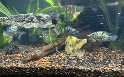 Cichlids fish for sale: Polar Blue Parrot Fish - Image 9