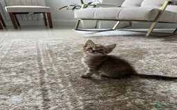 Mixed Breed cats for sale: Kittens available (3 girls & 1 boy) - Image 6