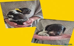English Springer Spaniel dogs for sale: English Springer Spaniel Pups - Image 15
