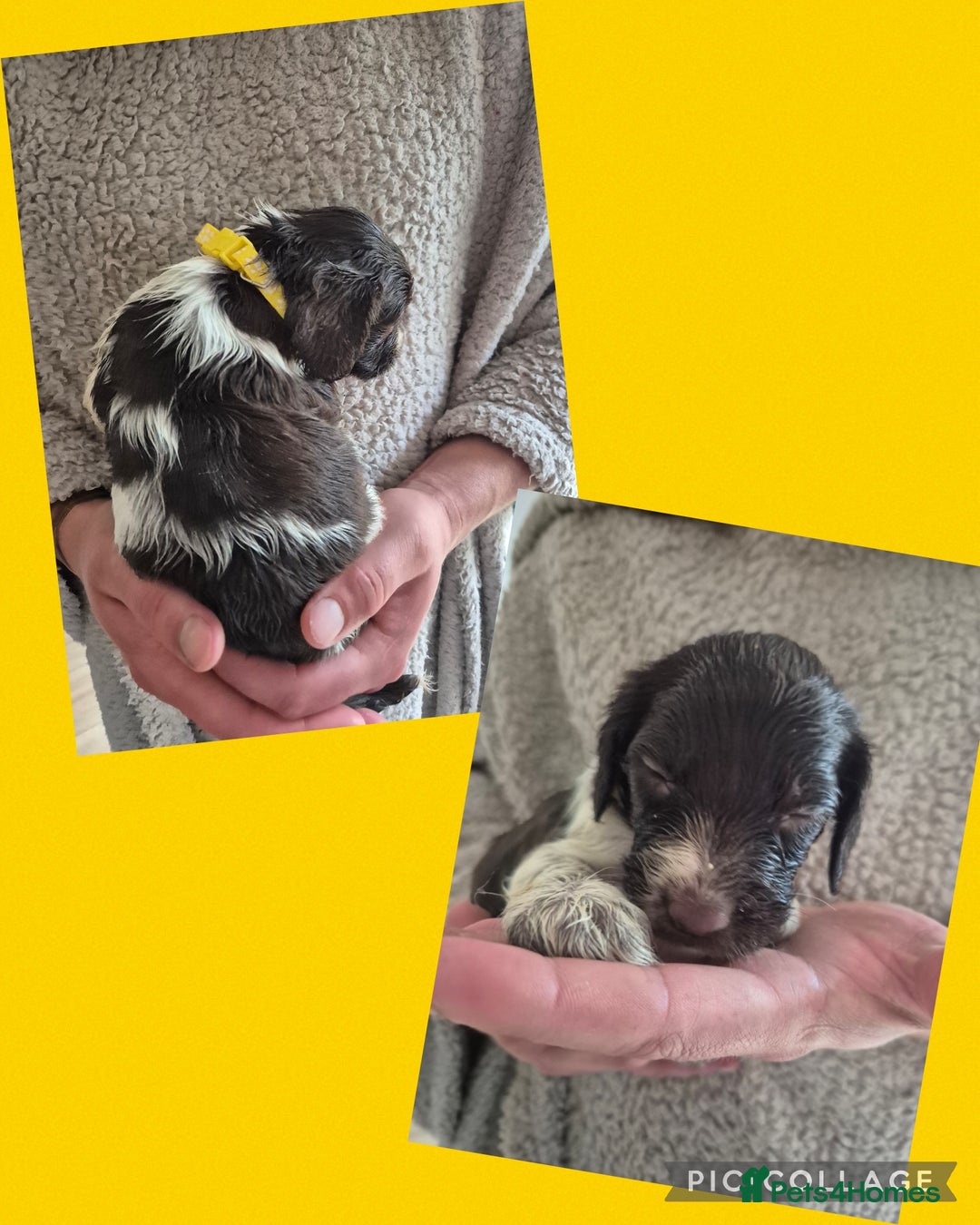 English Springer Spaniel dogs for sale: English Springer Spaniel Pups - Image 15
