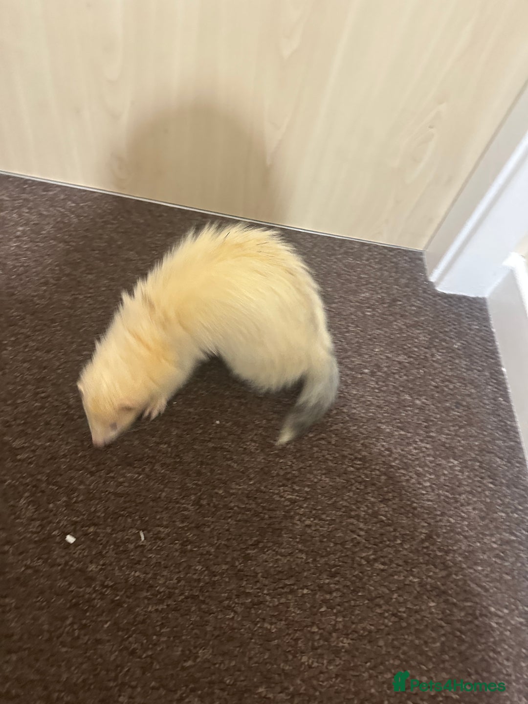 Ferret rodents for sale: 6 month old champagne colored ferret with  - Advert 5