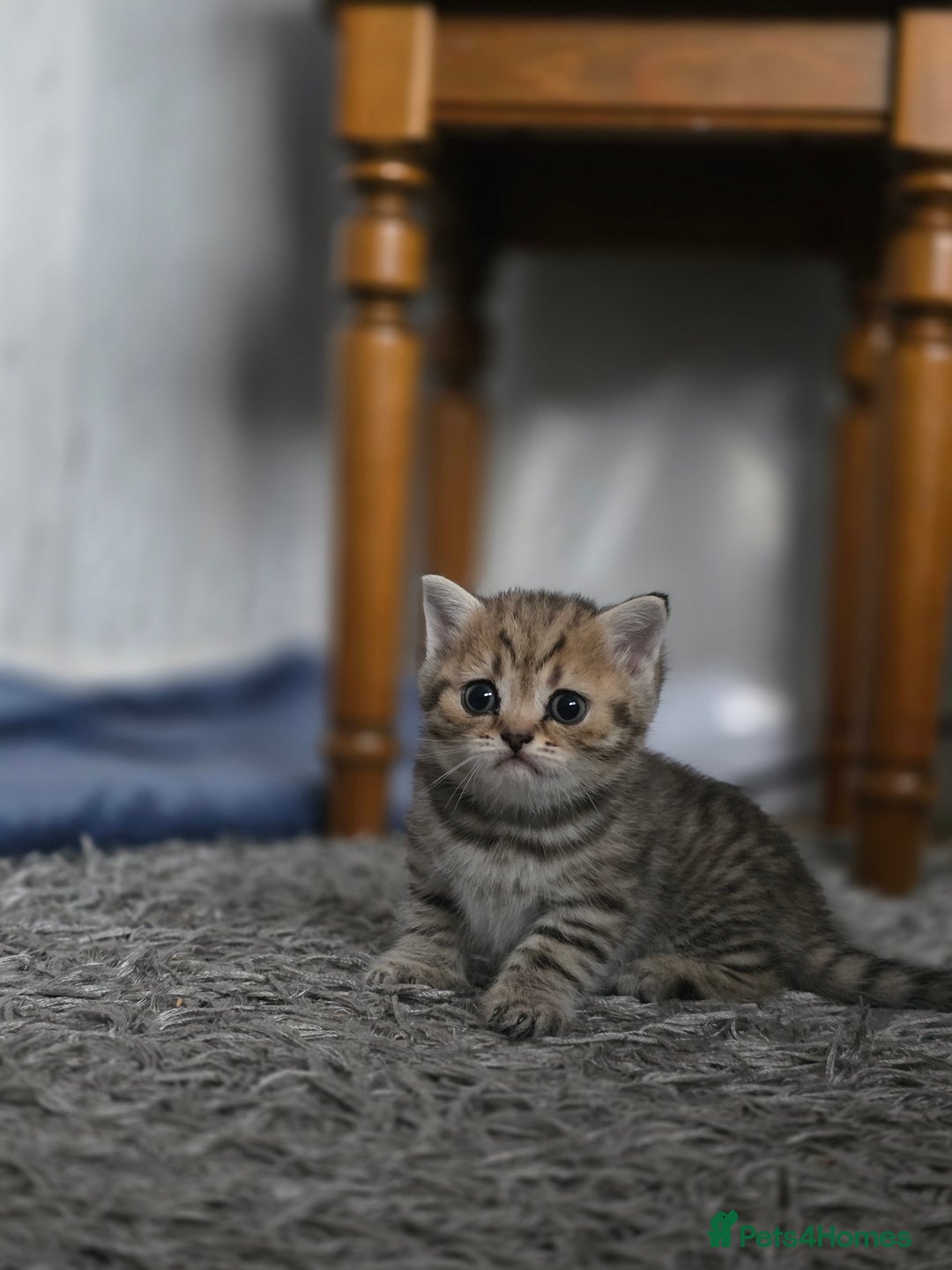 British Shorthair cats for sale: British shorthair  - Advert 10