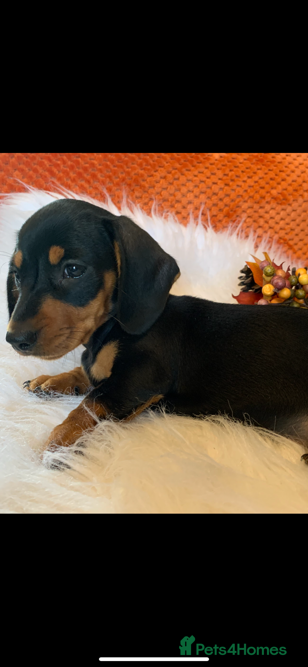 Miniature Dachshund dogs for sale: Minature daschund black and tan female available - Image 4