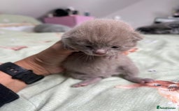 Ragdoll cats for sale: Ragdoll/british blue - Image 5