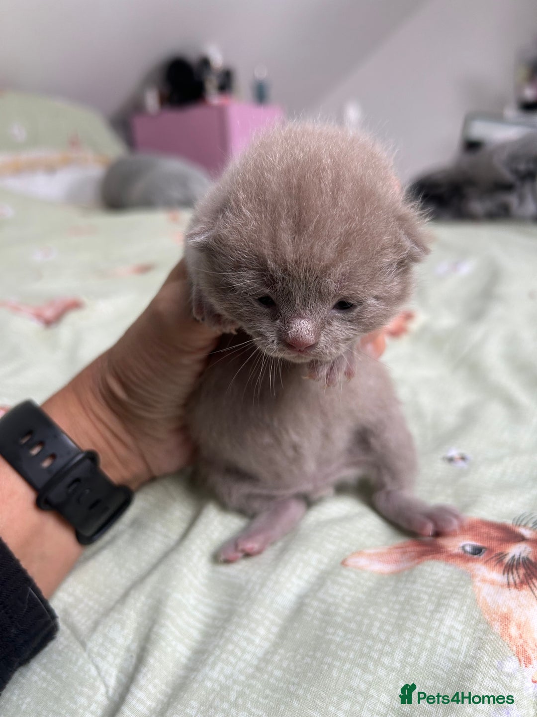 Ragdoll cats for sale: Ragdoll/british blue - Image 5