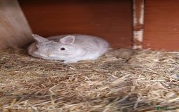 Netherland Dwarf rabbits for sale: Various Netherland Dwarfs available from £20 - Image 36