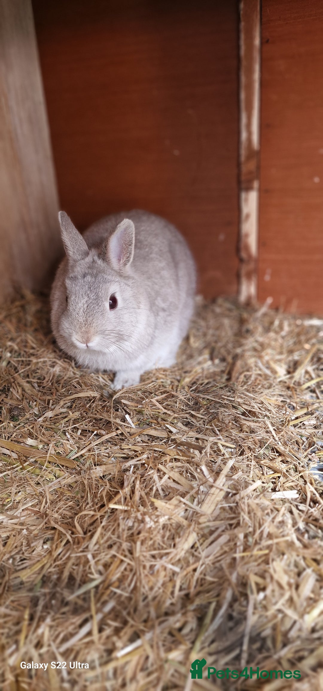 Netherland Dwarf rabbits for sale: Various Netherland Dwarfs available from £20 - Image 36