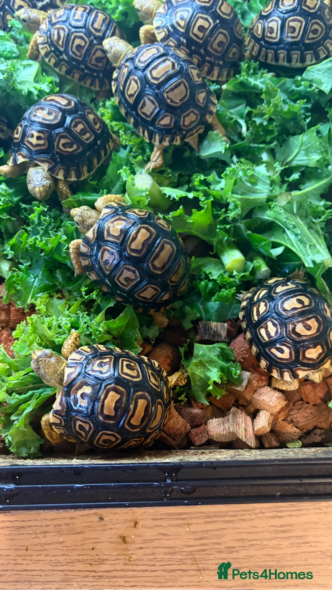 Tortoise reptiles for sale: Leopard Tortoises- Gorgeous Babies!  - Advert 2