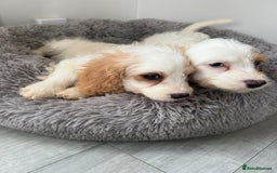 Cavapoo dogs for sale: F1 apricot and white health tested Cavapoo puppies - Image 8
