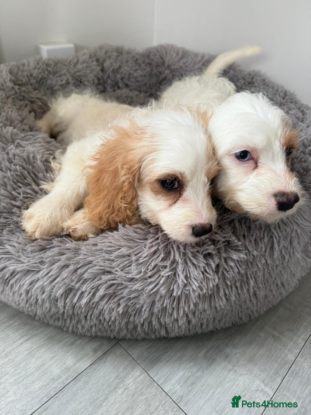 Cavapoo dogs for sale: F1 apricot and white health tested Cavapoo puppies - Image 8