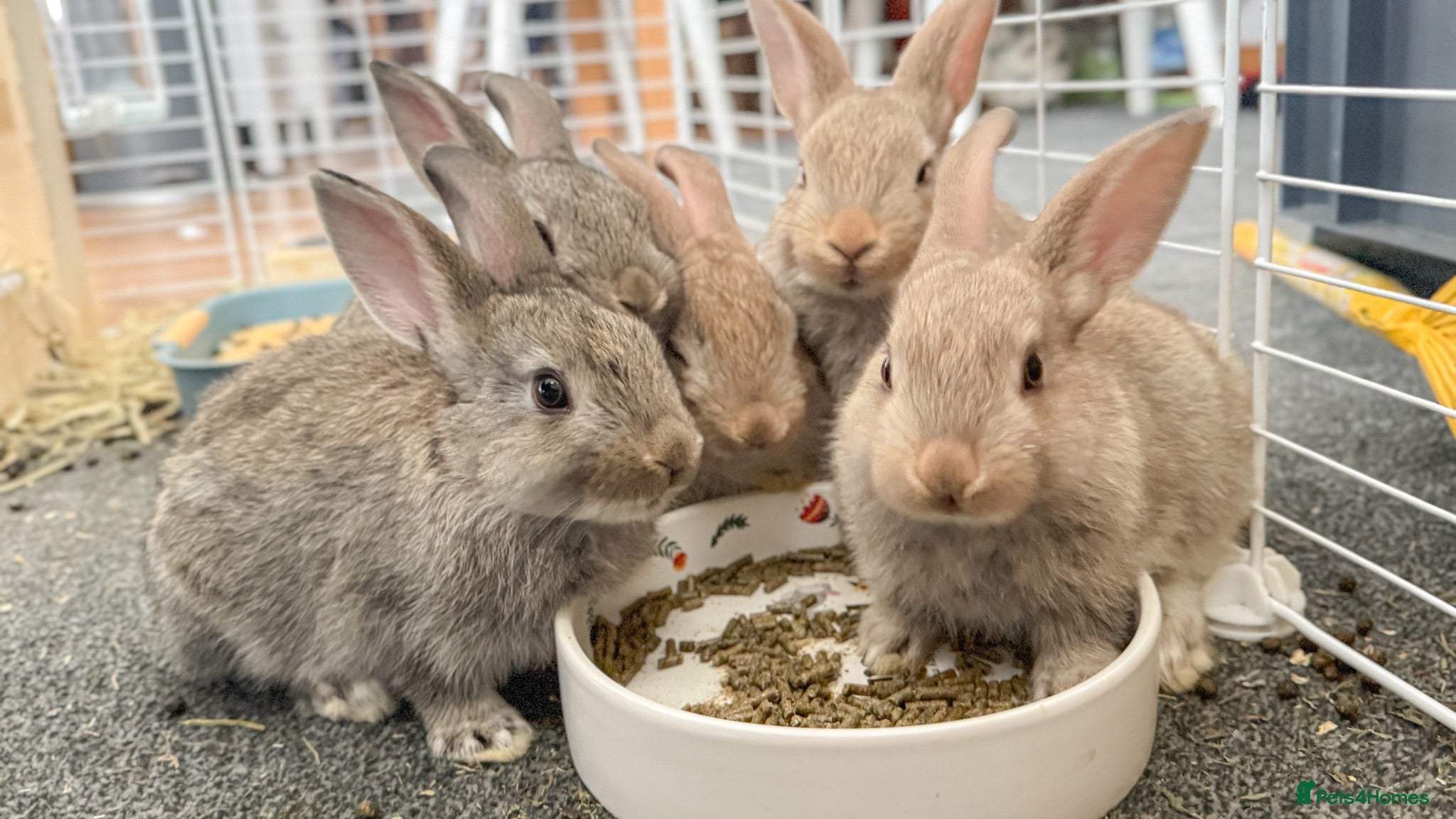 Mixed Breed rabbits Stunning, Hand-Reared Bunnies Seeking Forever home - Advert 1