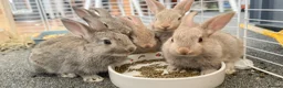 Mixed Breed rabbits for sale: Stunning, Hand-Reared Bunnies Seeking Forever home - Advert 1