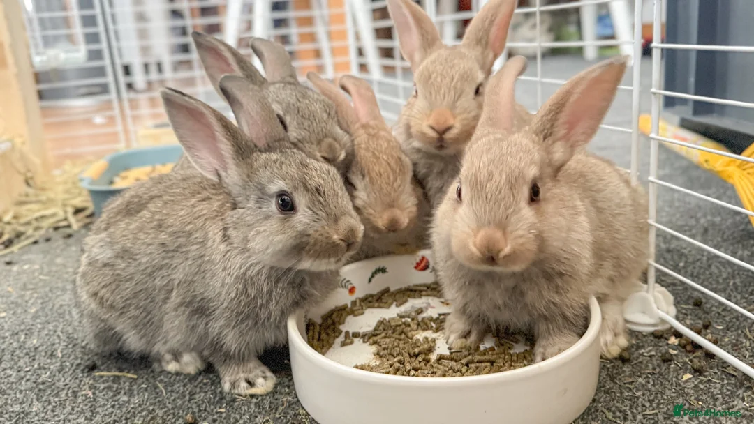 Mixed Breed rabbits for sale: Stunning, Hand-Reared Bunnies Seeking Forever home - Advert 1