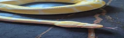 Python Snake reptiles for sale: Various ball pythons  - Advert 2