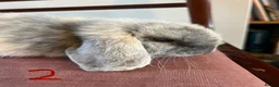 Mini Lop rabbits for sale: Beautiful Mini Lop Babies in Loughborough - Advert 13