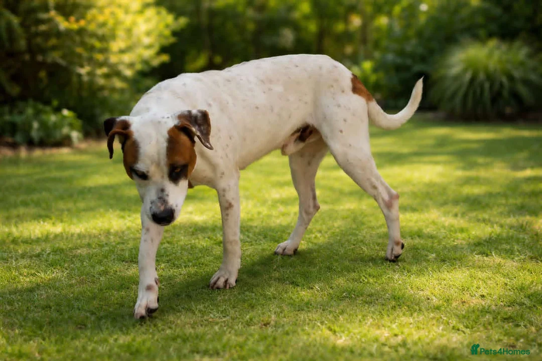 Mixed Breed dogs for adoption: CLAUDIO❤️🚨🐾 in Hengoed - Advert 2