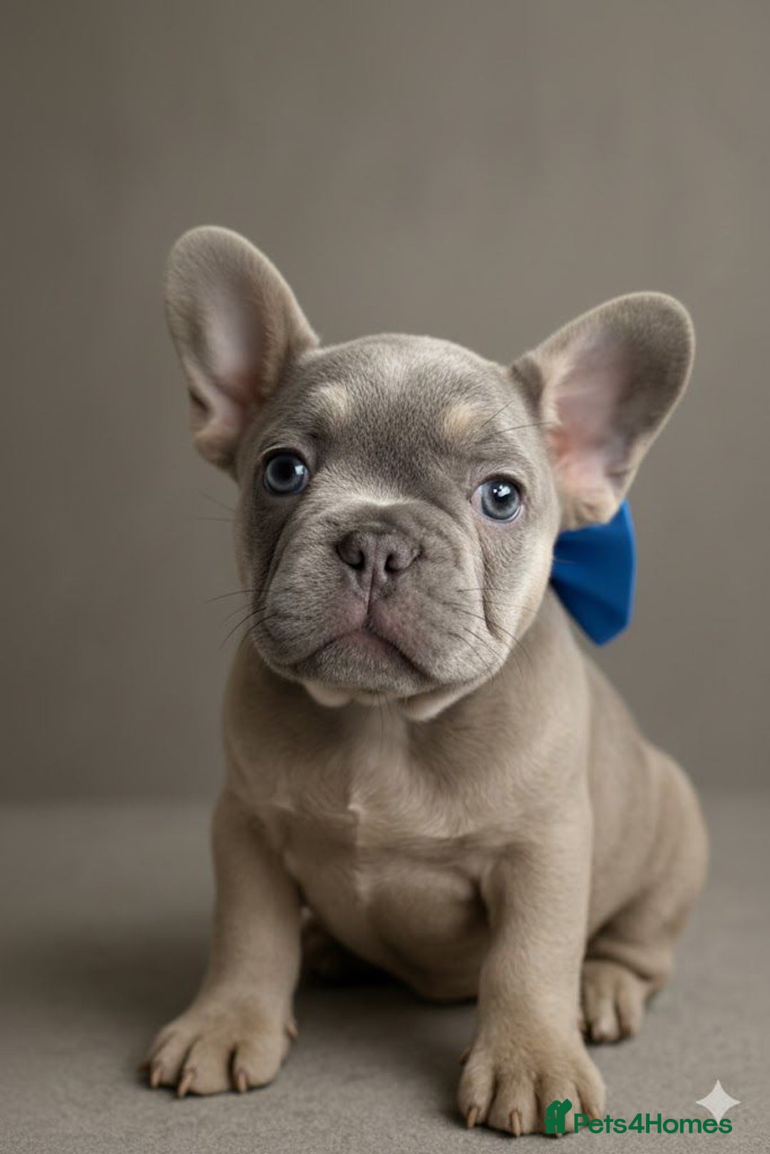 French Bulldog dogs for sale: Fluffy carrier French bulldogs - Advert 13