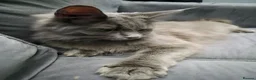 Maine Coon cats for sale: Stunning blue maine coon female  - Advert 5