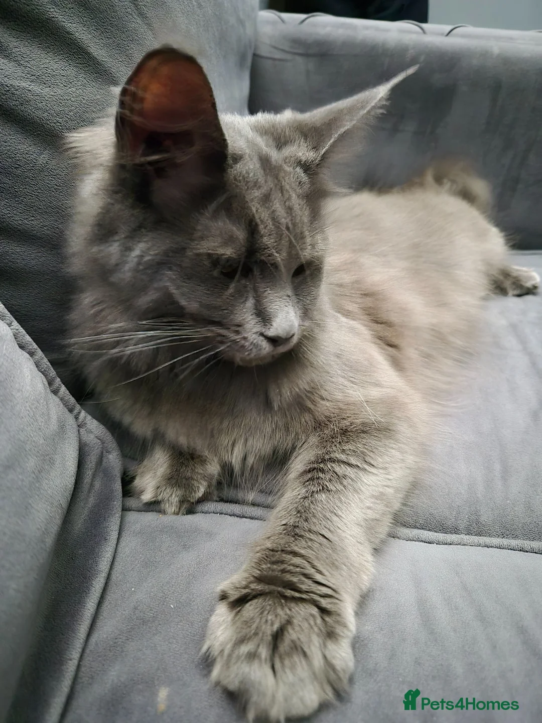 Maine Coon cats for sale: Stunning blue maine coon female  - Advert 5