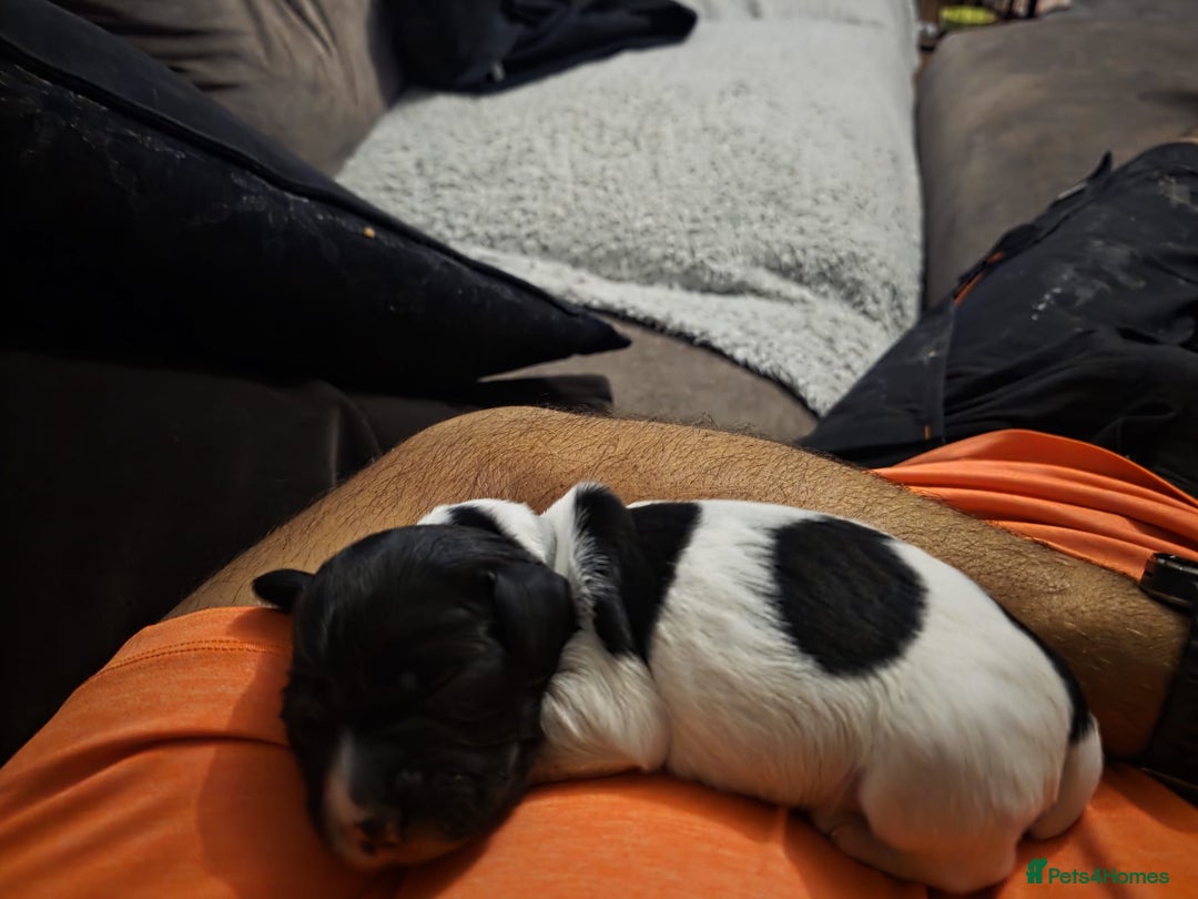 English Springer Spaniel dogs for sale: Beautiful working spaniels for sale - Image 2