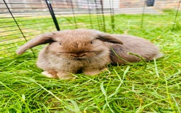 Mini Lop rabbits for sale: Adorable Mini Lop Rabbits Ready for New Homes - Image 6