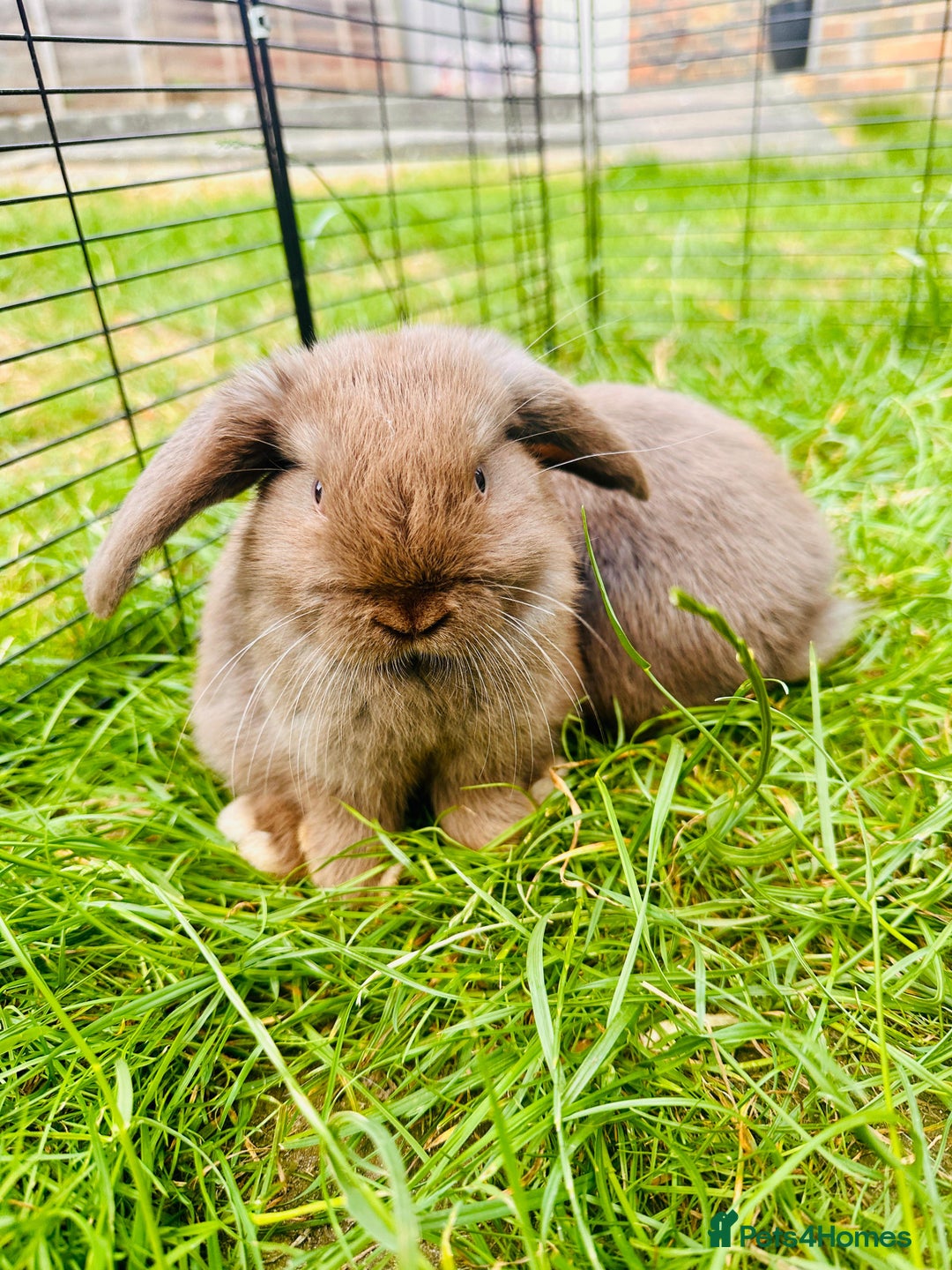 Mini Lop rabbits for sale: Adorable Mini Lop Rabbits Ready for New Homes - Image 6