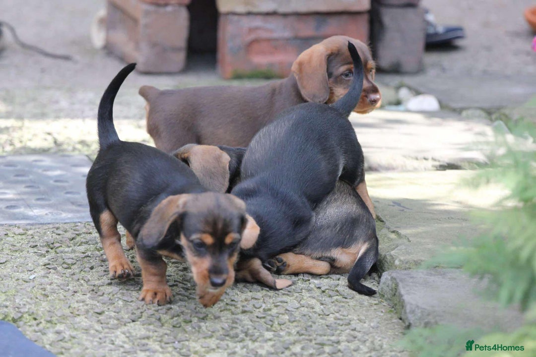 Dachshund dogs for sale: Stunning wired hair mini daxis  - Image 5