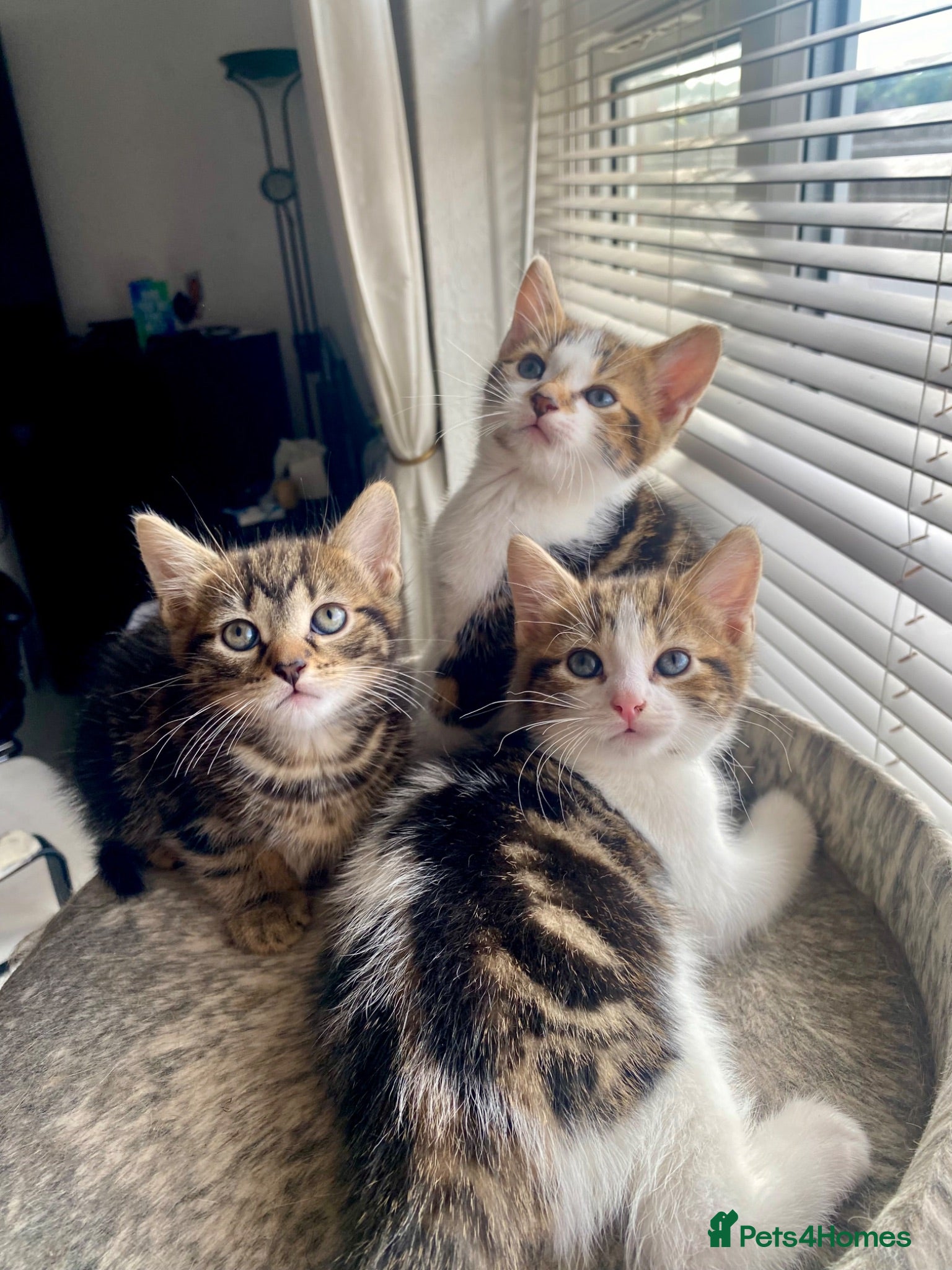 Mixed Breed cats Beautiful kittens ready now - Advert 4