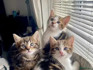 Mixed Breed cats Beautiful kittens ready now - Advert 4