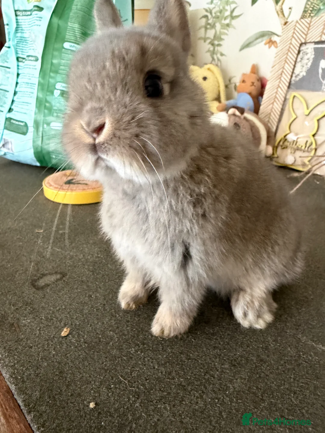 Netherland Dwarf rabbits for sale: Netherland dwarfs  - Advert 2