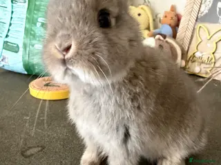 Netherland Dwarf rabbits Netherland dwarfs - Advert 16