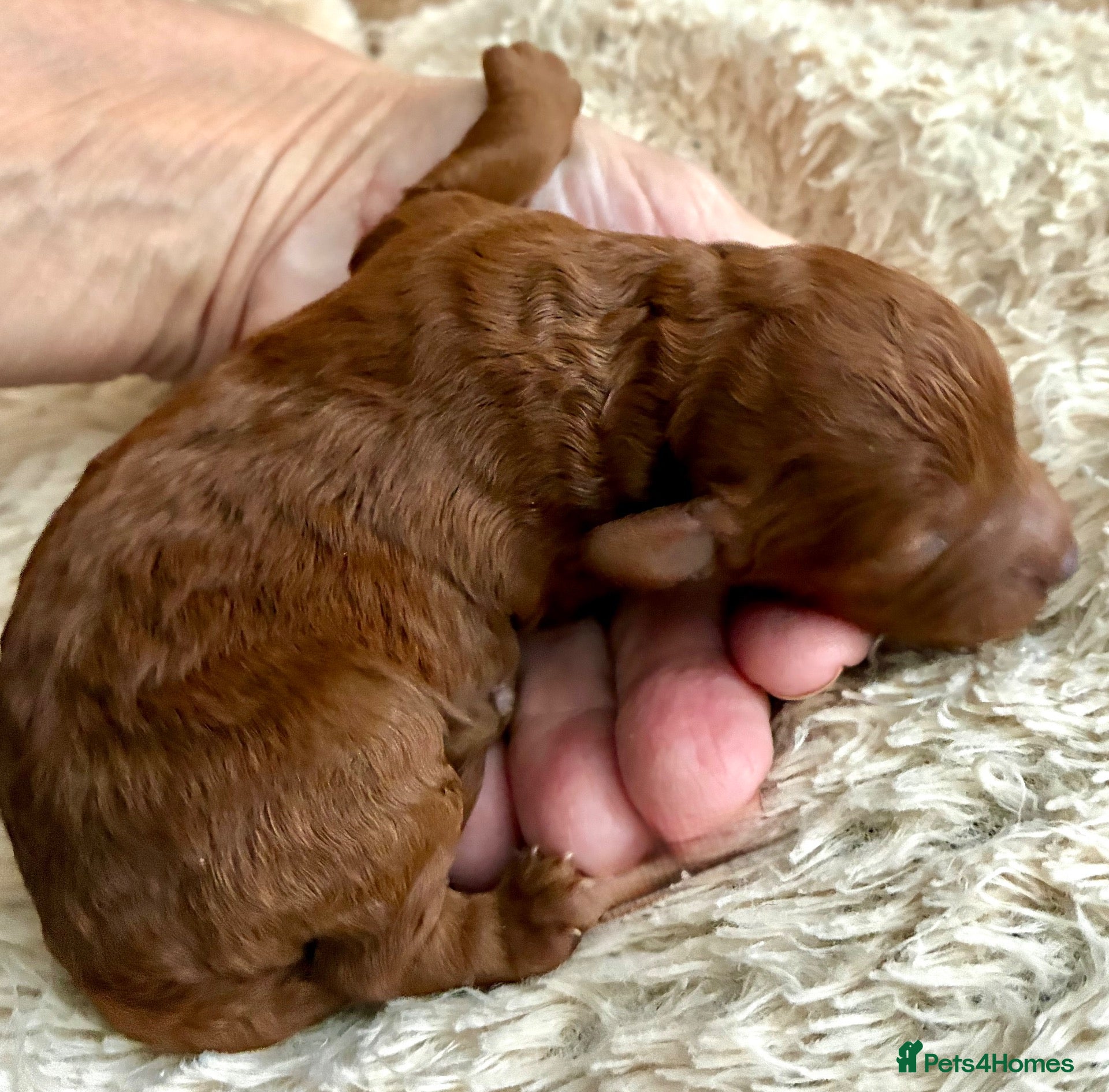 Cavapoo dogs Beautiful Fox Red Cavapoo F1B Puppies - Advert 2