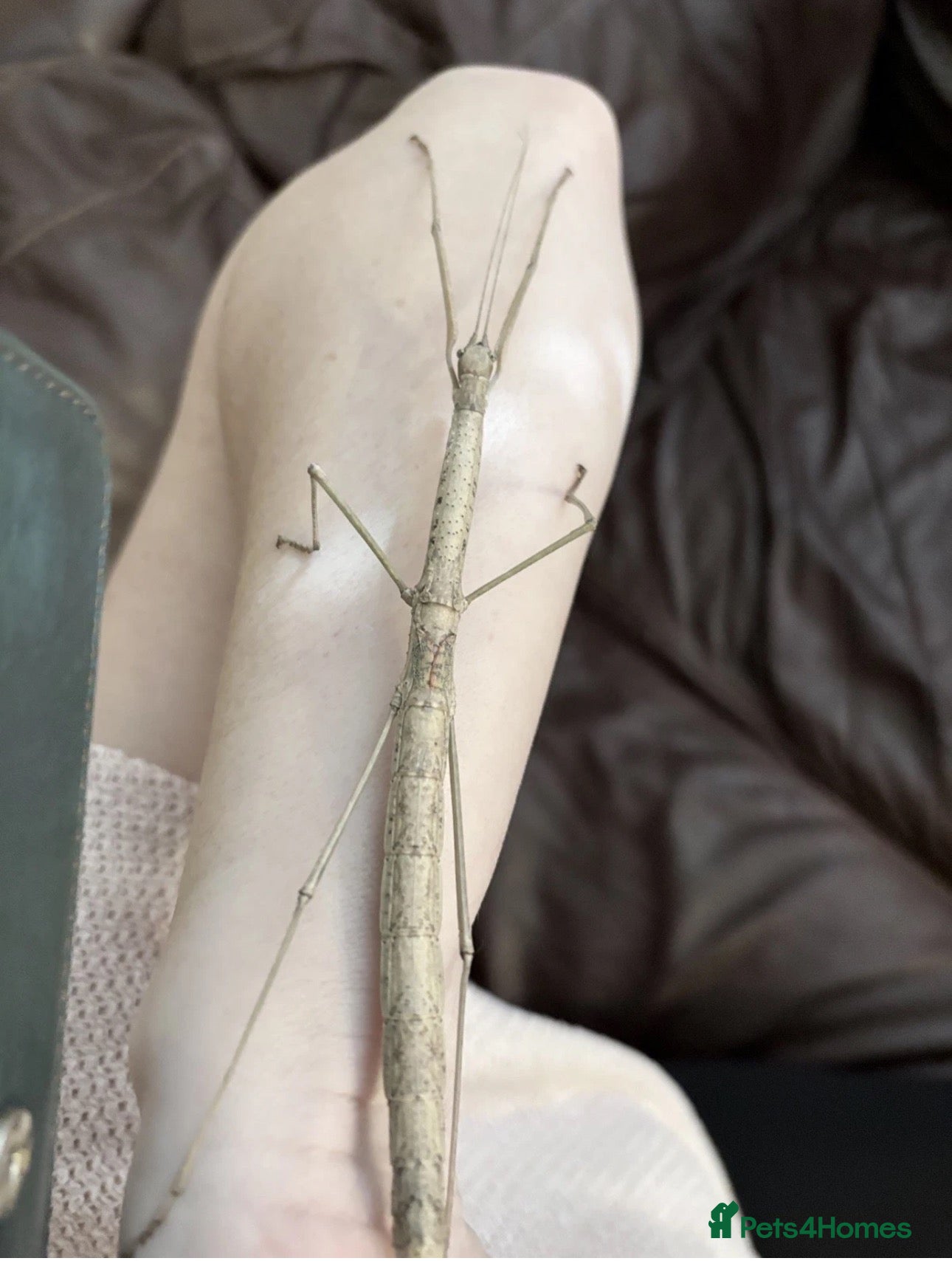 Stick Insects invertebrates Budwing stick insect eggs - Advert 17