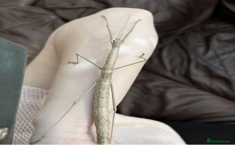 Stick Insects invertebrates - Advert 1