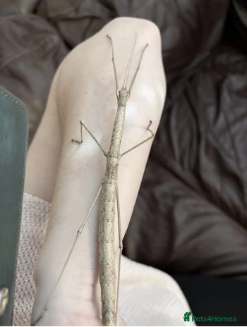 Stick Insects invertebrates - Advert 1