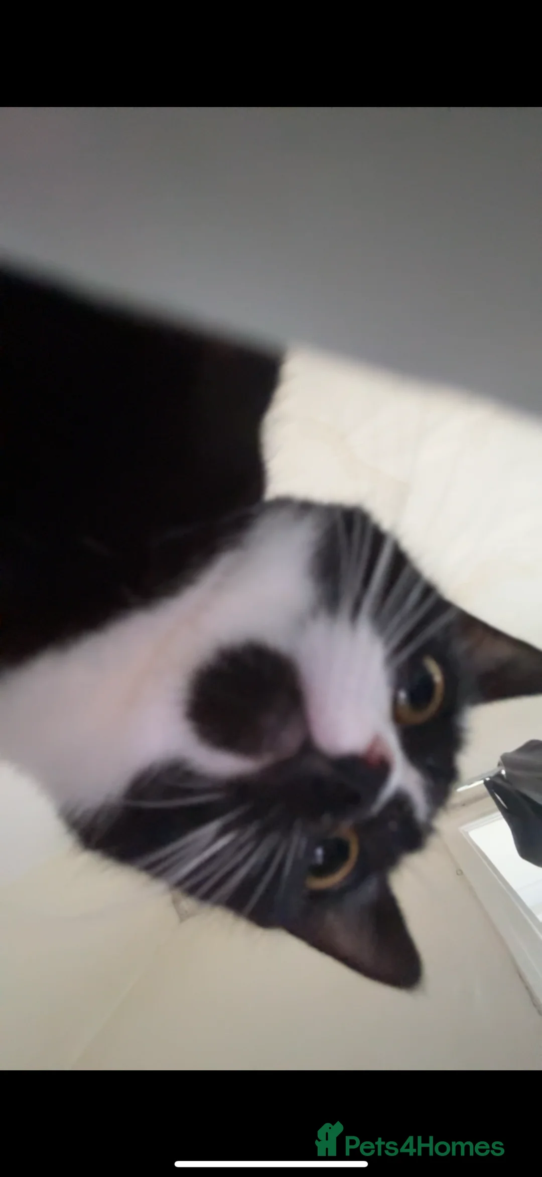 Bombay cats for sale:  NALA - Advert 6