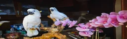 Cockatoo birds for sale: 9-Week-Old Triton Cockatoo Chicks Available - Advert 11
