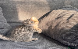 Scottish Fold cats for sale: Scottish straight x Bengal x Tabby  - Image 1