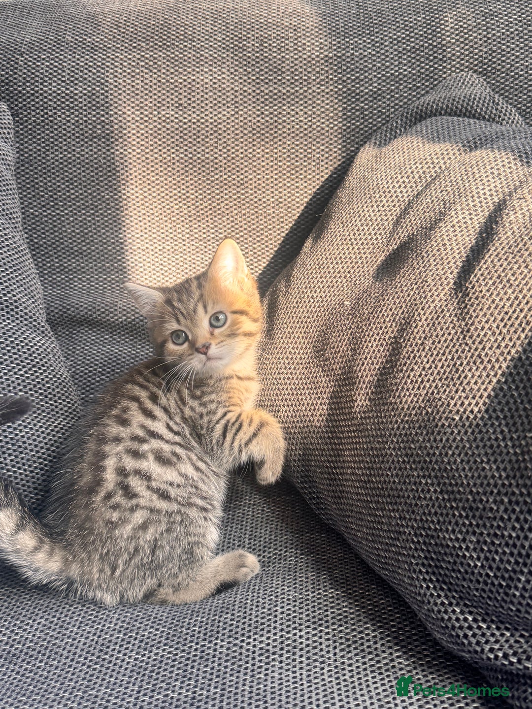Scottish Fold cats for sale: Scottish straight x Bengal x Tabby  - Image 1