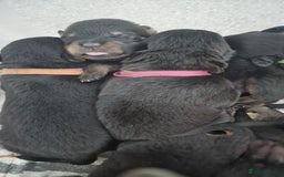Rottweiler dogs for sale: Champion Bloodline KC Rottweiler puppies  - Image 5