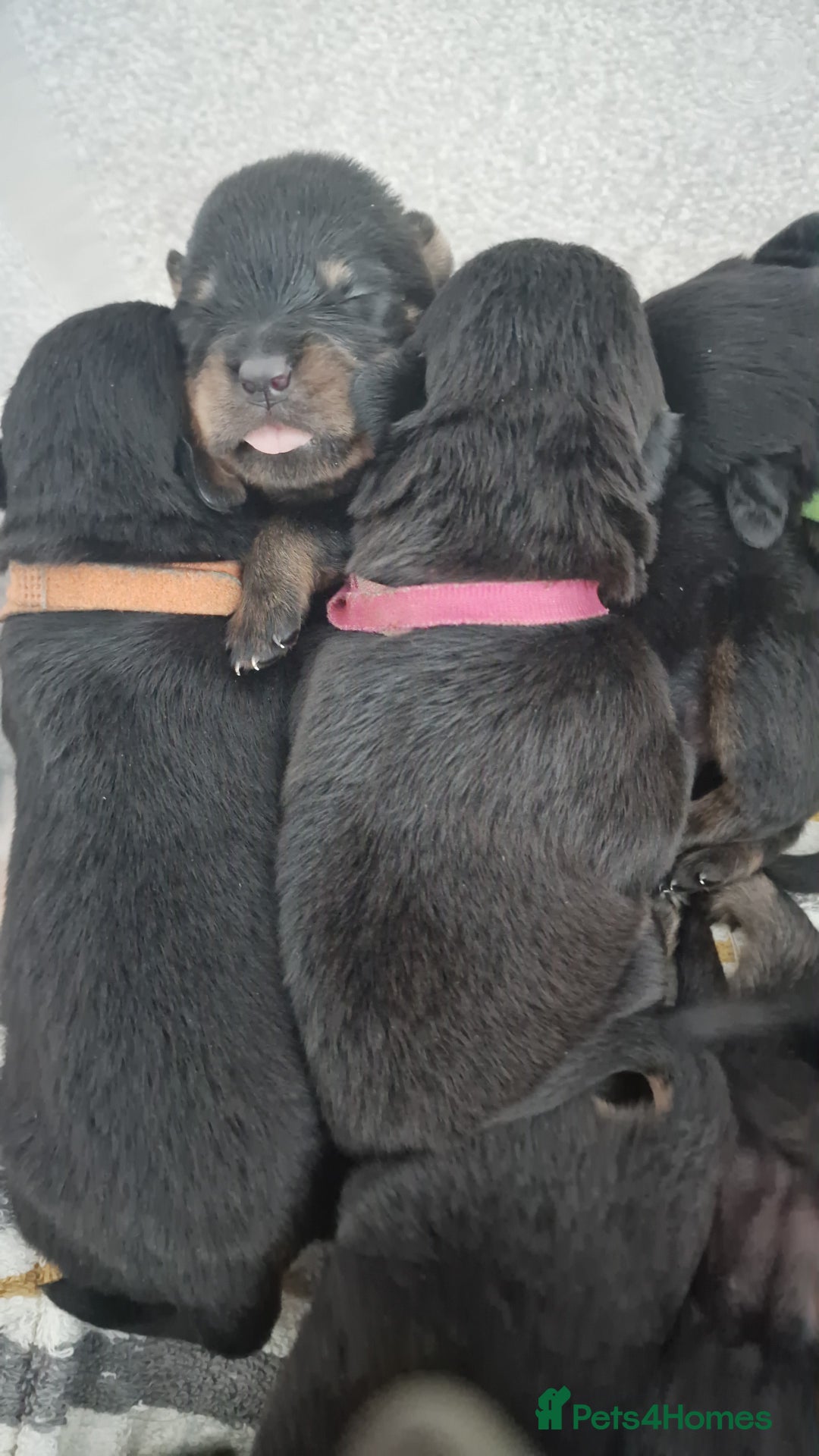 Rottweiler dogs for sale: Champion Bloodline KC Rottweiler puppies  - Image 5