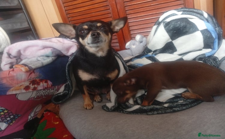 Chihuahua dogs - Advert 12