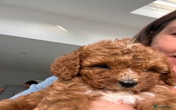 Cavapoo dogs for sale: ✨Cavapoo Puppies, one little girl ✨ - Image 10
