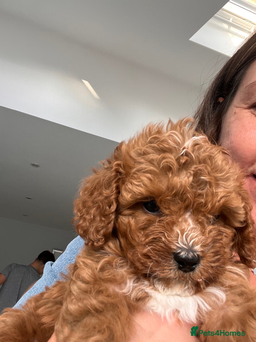 Cavapoo dogs for sale: ✨Cavapoo Puppies, one little girl ✨ - Image 10