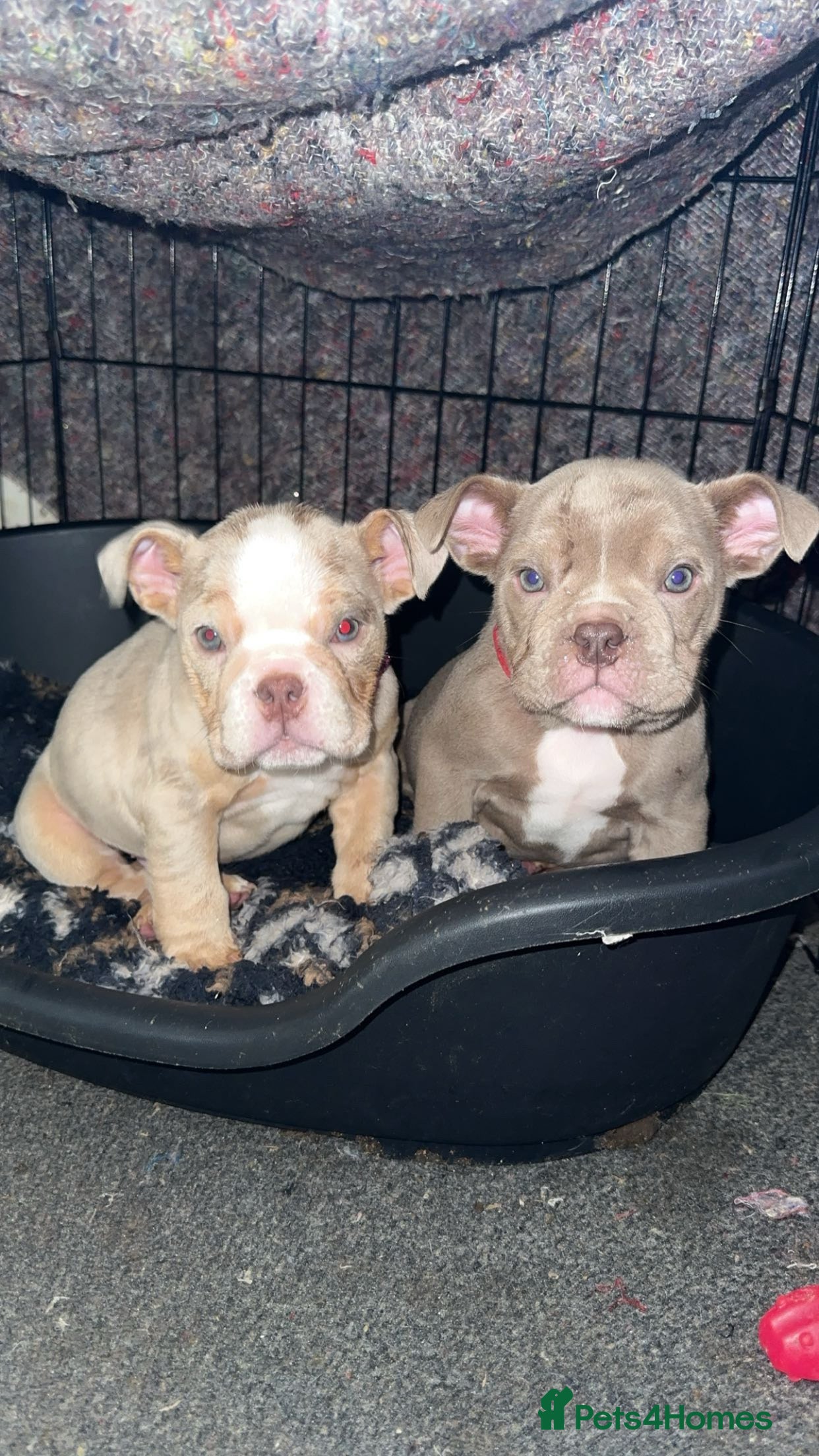 English Bulldog dogs 🚨ENGLISH BULLDOG AMERICAN BLOODLINE🚨 - Advert 16