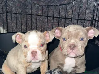 English Bulldog dogs 🚨ENGLISH BULLDOG AMERICAN BLOODLINE🚨 - Advert 16