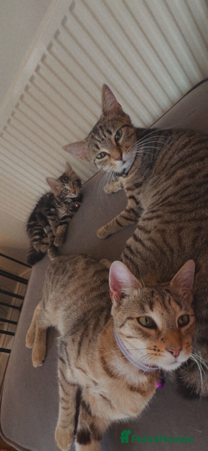 Mixed Breed cats 2 sisters and daughter - Advert 1