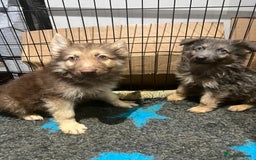 German Shepherd dogs for sale: German Shepherd Puppies Liver Isabella Blue Black  - Advert 7