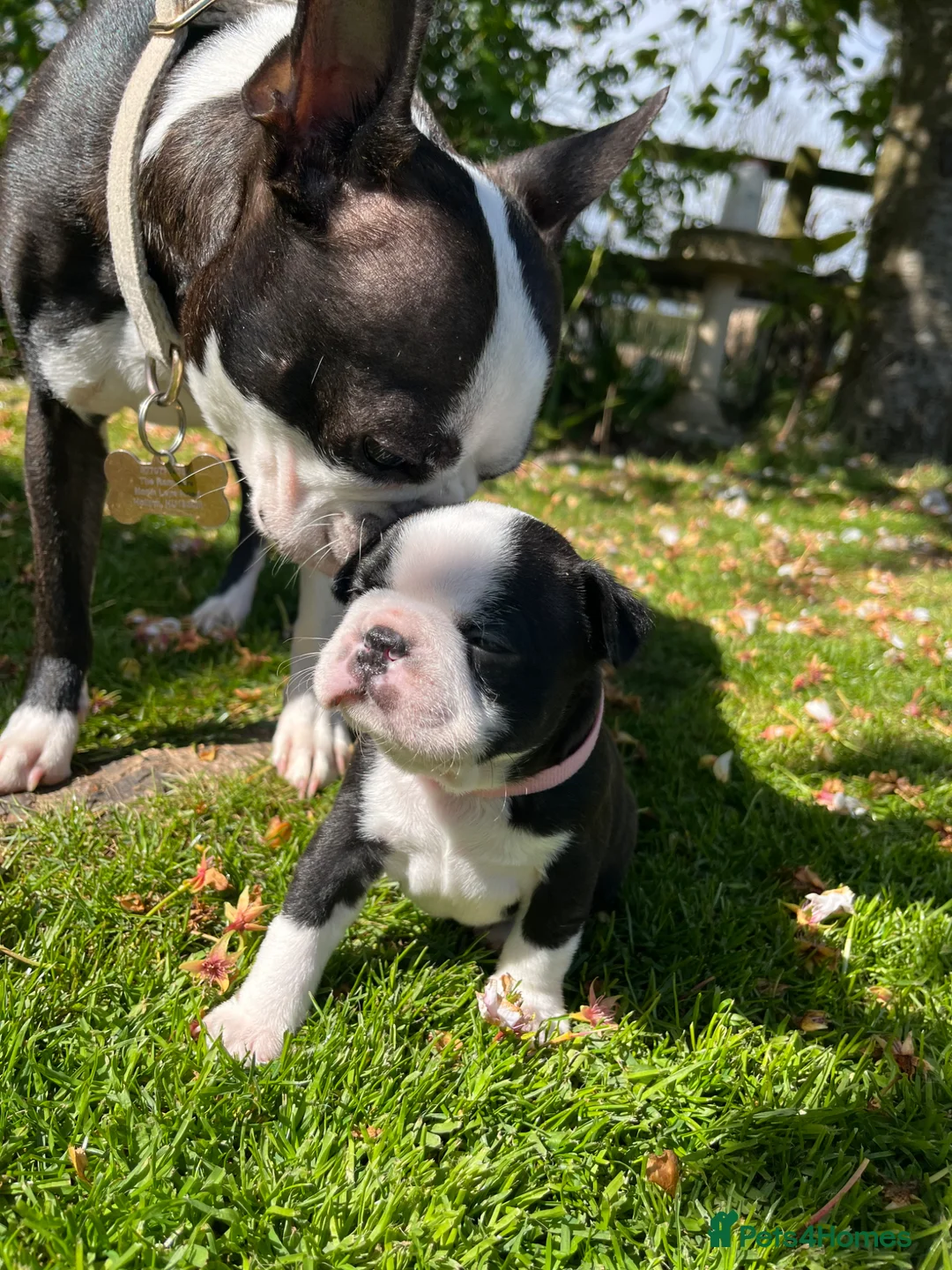 Boston Terrier dogs for sale: 🌟 KC Registered Boston Terrier Puppies 🌟 in Withernsea - Advert 1